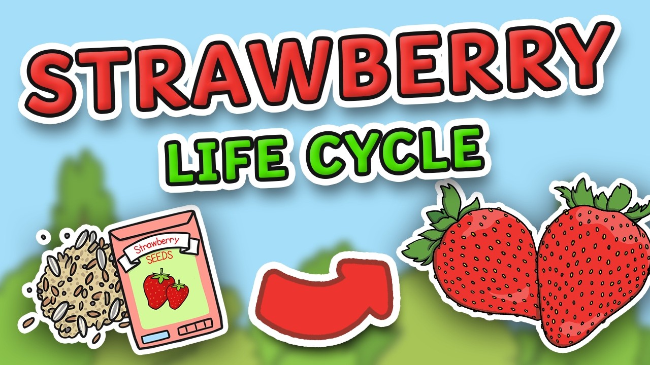 Life Cycle of a Strawberry Plant | Strawberry Life Cycle | Science for Kids!