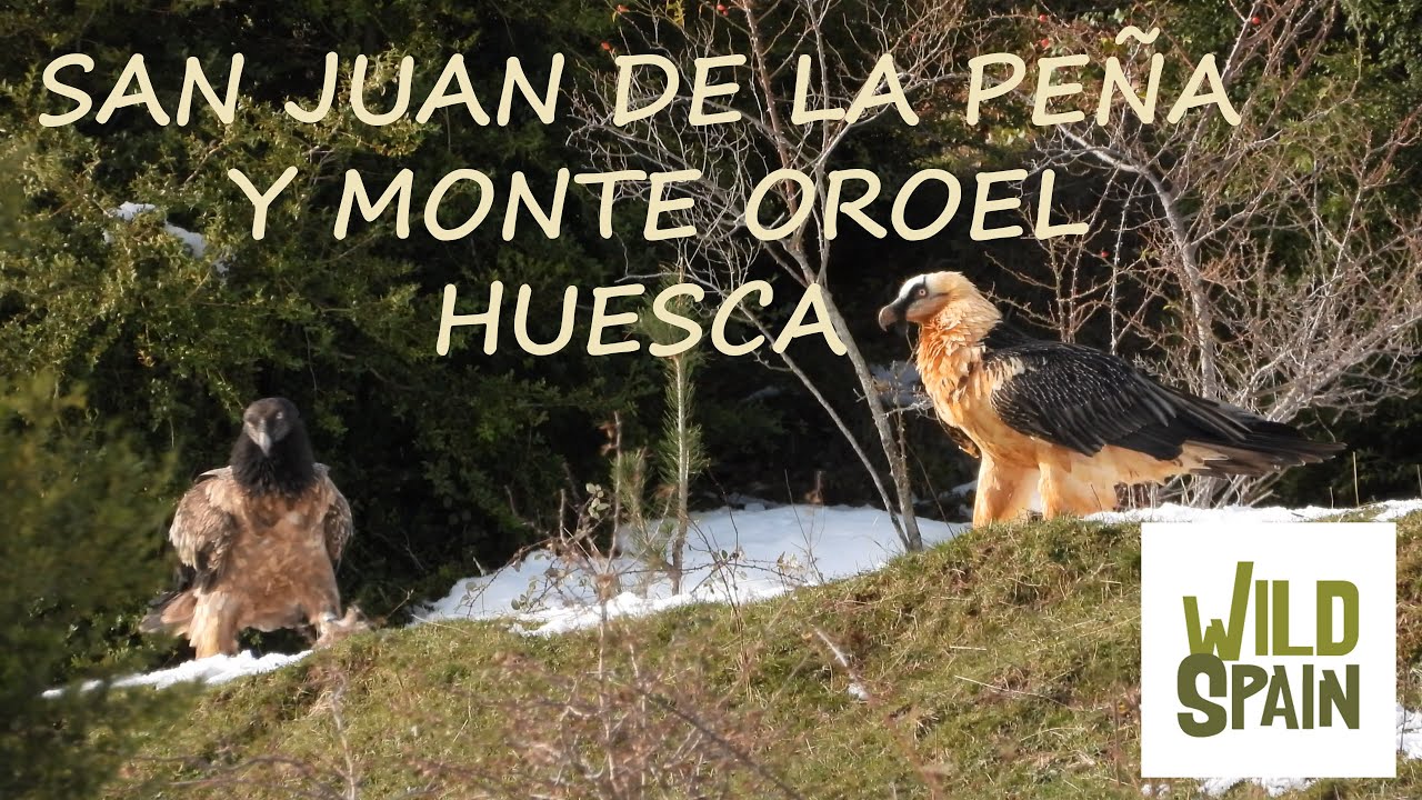 Wild Spain - Capítulo 53 - Paisaje protegido de San Juan de la Peña y Monte Oroel, Huesca.