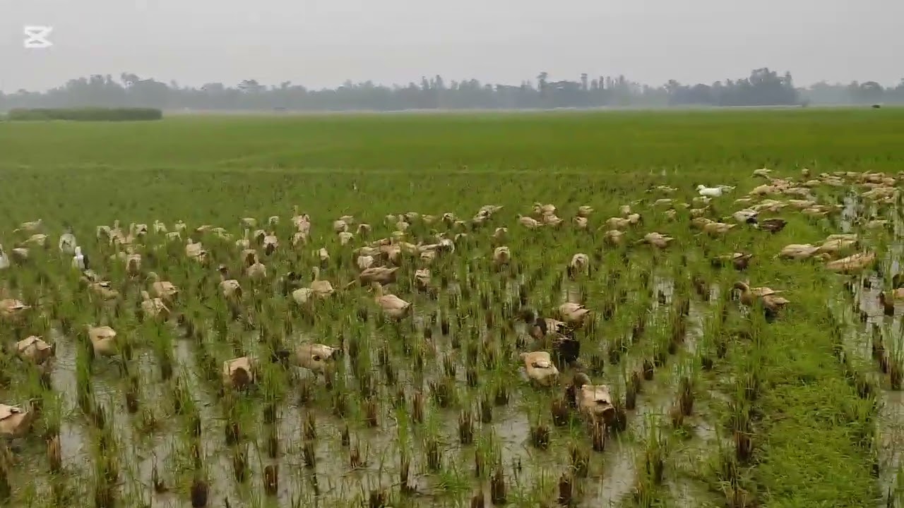 হাঁস পালন সম্পর্কিত গুরুত্বপূর্ণ তথ্য,,,