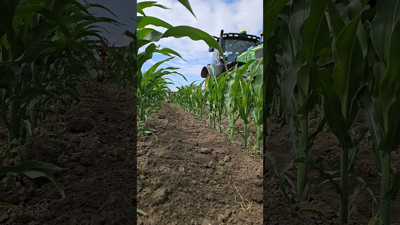 Mechanical weed control #corn #maize #johndeere #gaspardo #springvibe #tractor #agriculture #plants