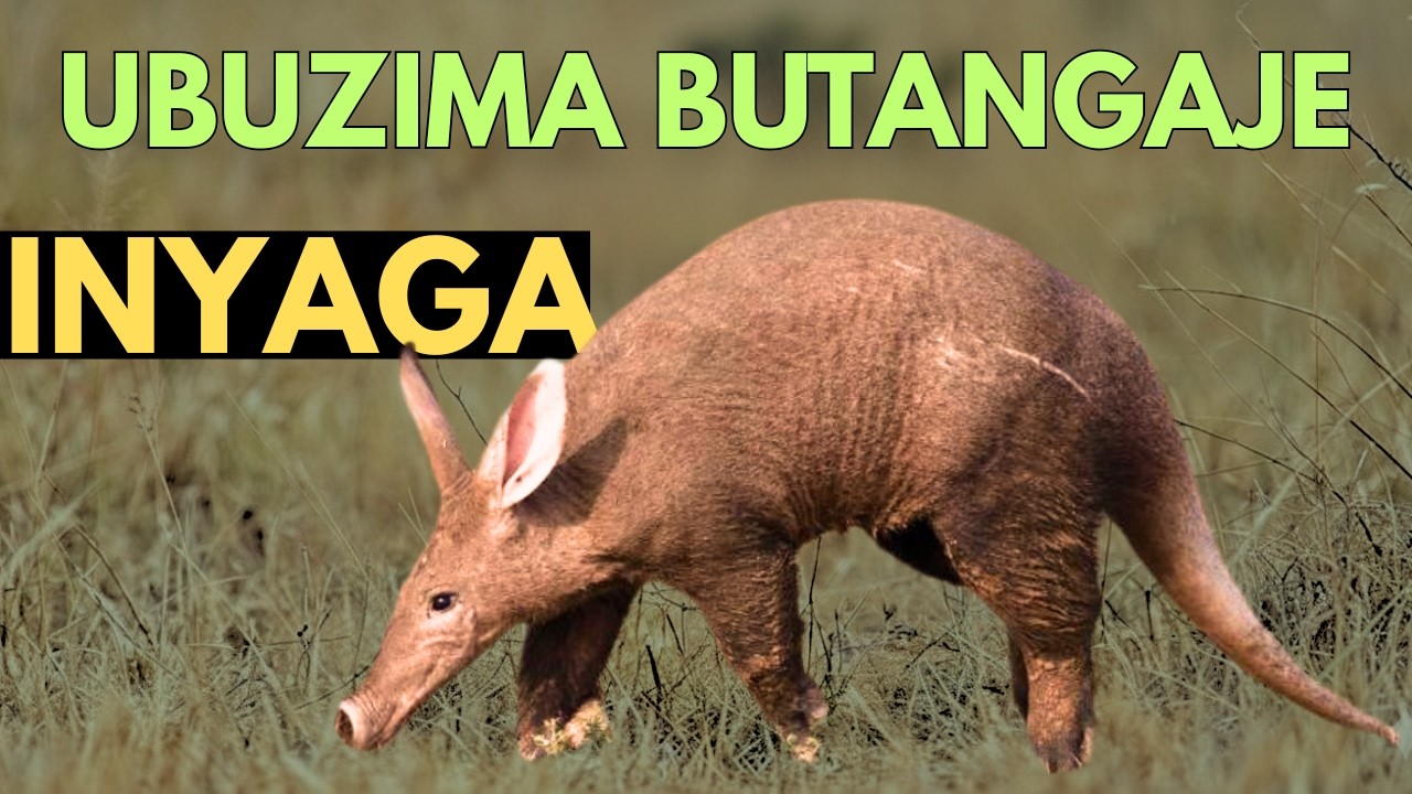 Menya INYAGA Inyamaswa iba mu buzima butangaje.