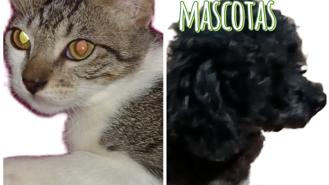 2da parte de mis mascotas