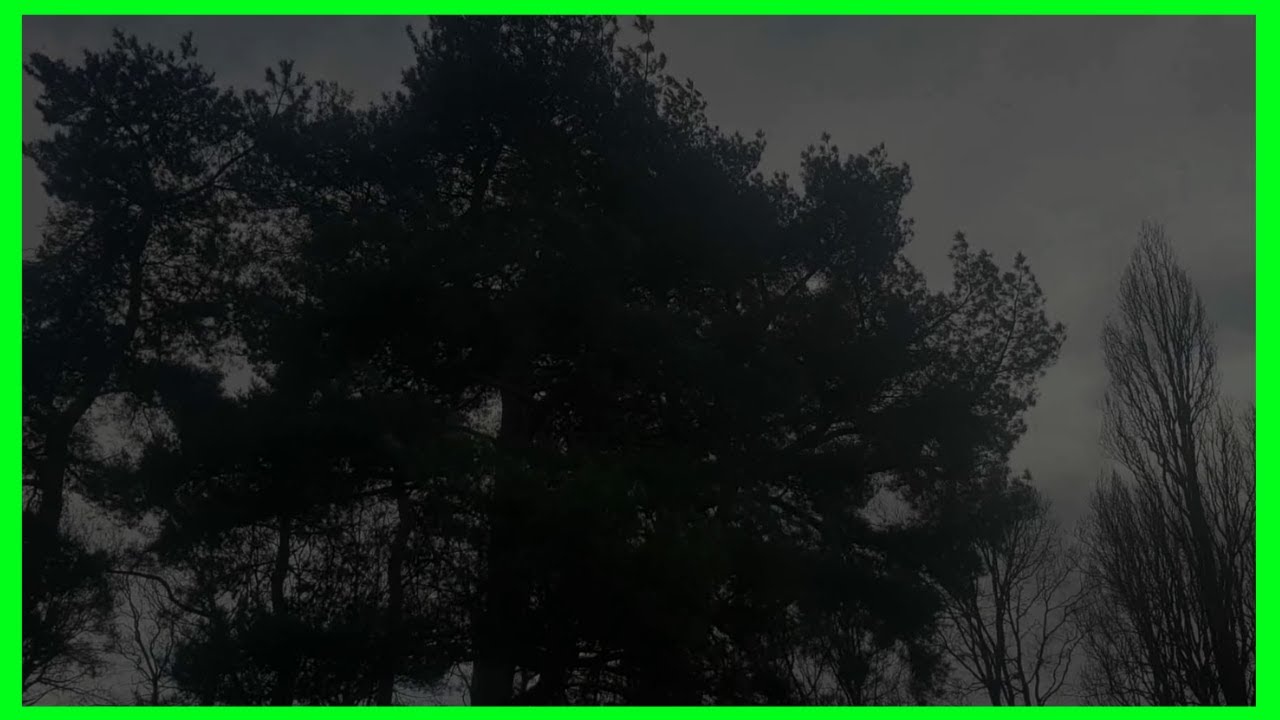 Trees Swaying In Heavy Wind (Strong Wind) - For Insomnia, Stress Relief And Relaxation