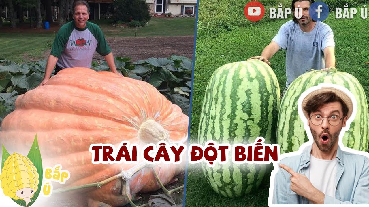 Top 10 Loại Trái Cây Đột Biến Siêu To Siêu Khổng Lồ Nhất Thế Giới - Bắp Ú