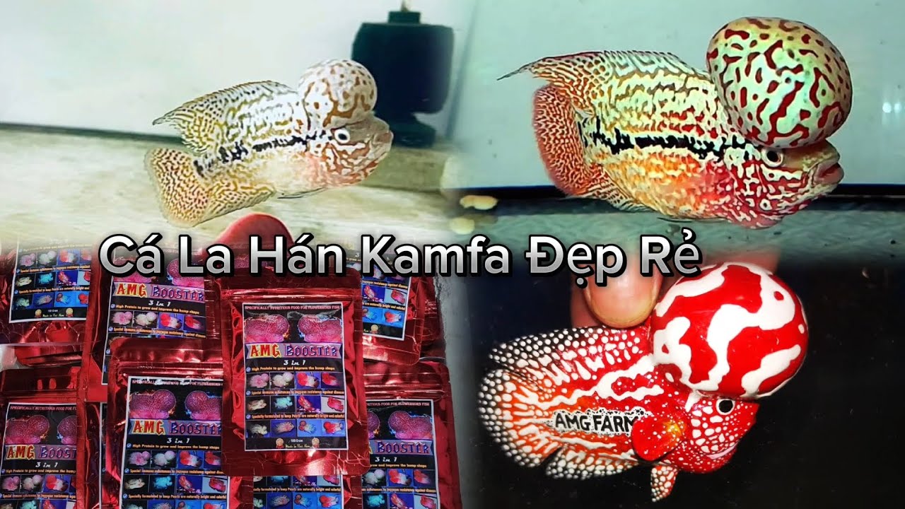 Lên Cá La Hán Kamfa Siêu Đẹp Rẻ cho AE | Trại Cá La Hán AMG Flowerhorn - Phone / Zalo : 0909558469