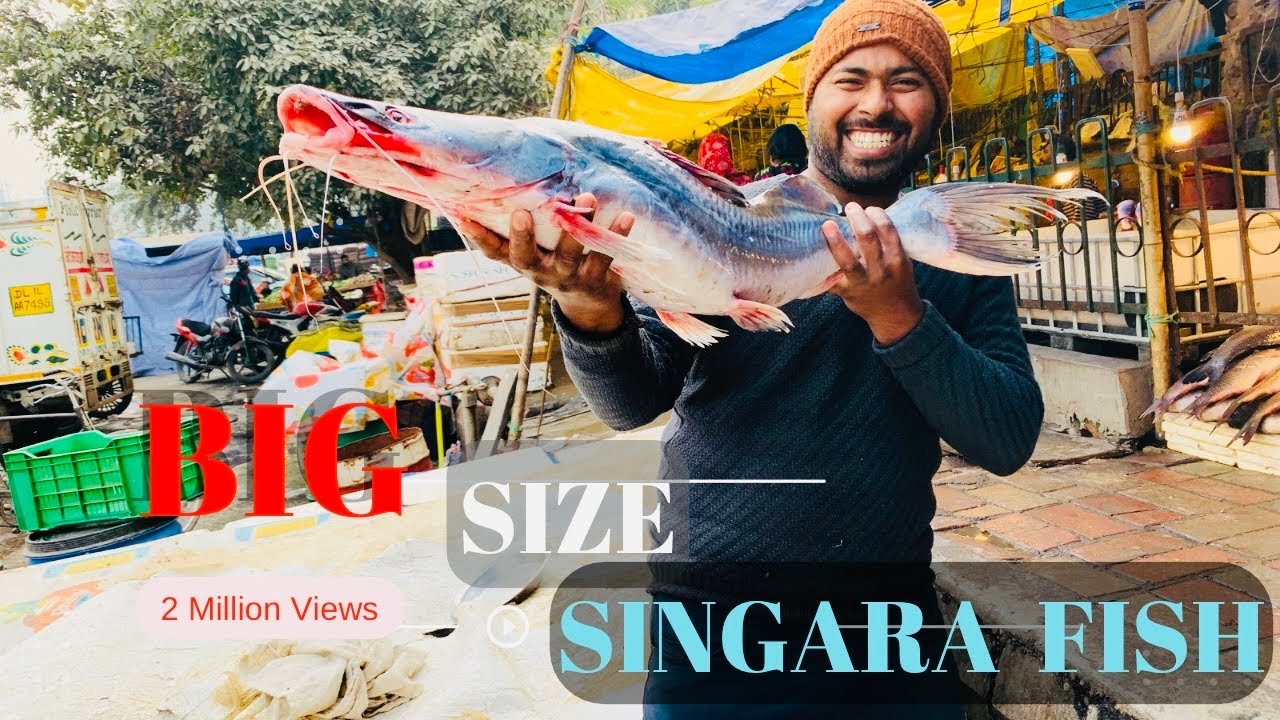 Huge Singhara Fish Cutting Skills |Professional fish cuttingIn market Singari Fish superclass fish|