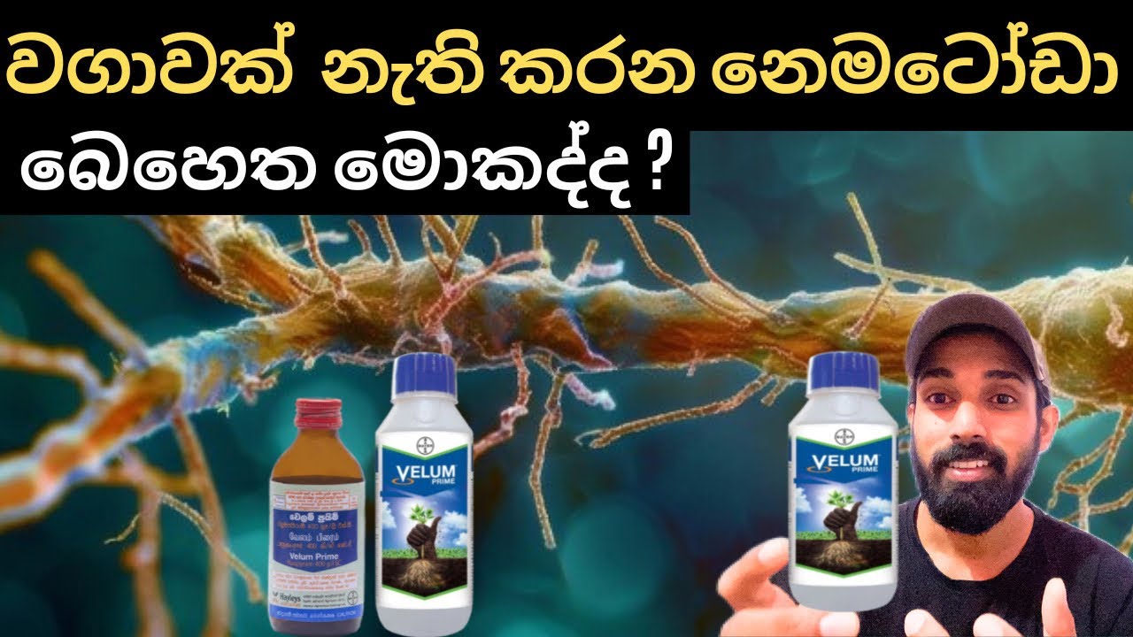 වගාවකට වැඩිම බලපෑමක් කරන නෙමටොඩා, The nematodes that have the greatest impact on a crop#nematodes