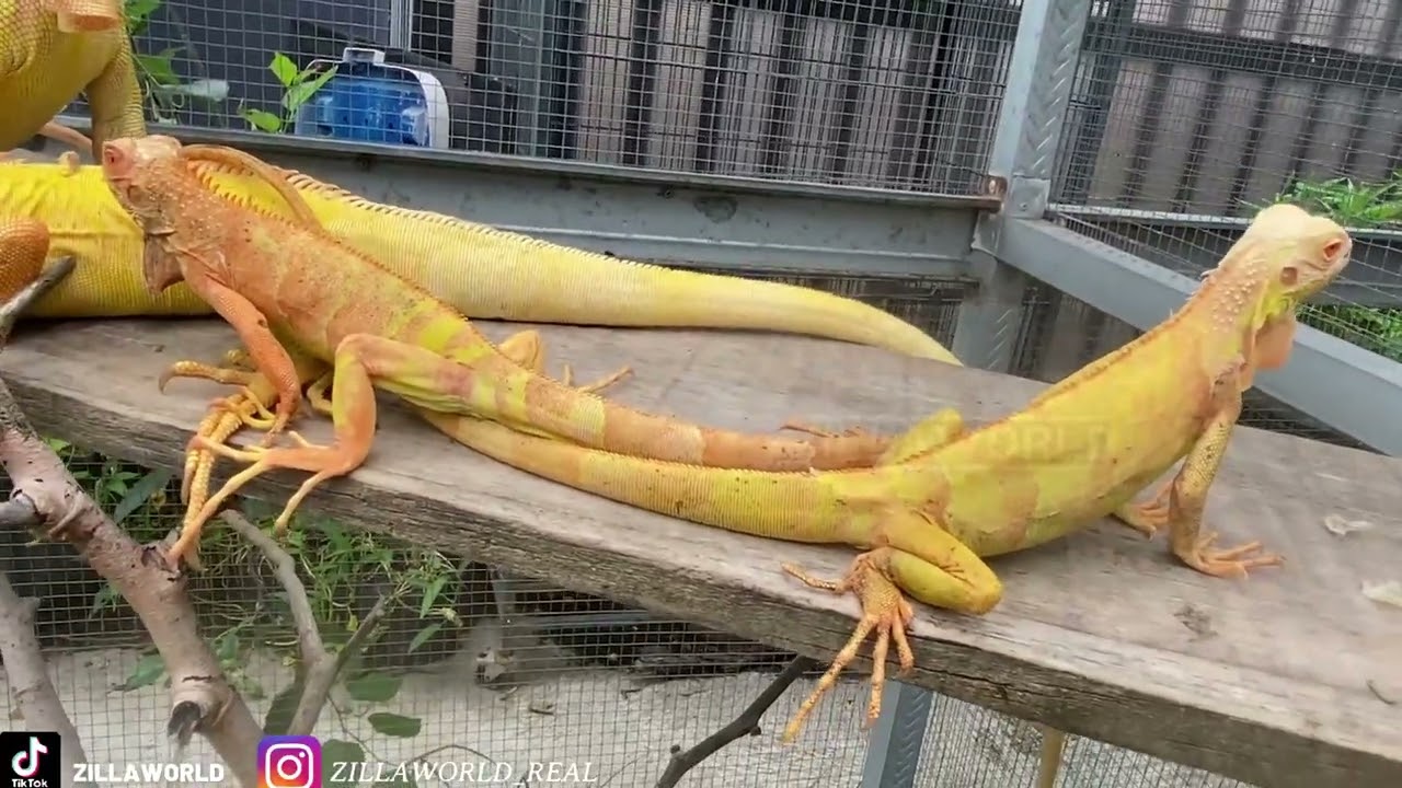 KONDISI SEMUA IGUANA SETELAH MAKAN KEKENYANGAN!