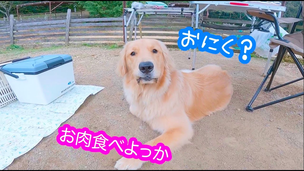 【はじめてのBBQ】【大型犬×アラサー独身女 】大自然ではしゃぐ愛犬がかわいすぎた