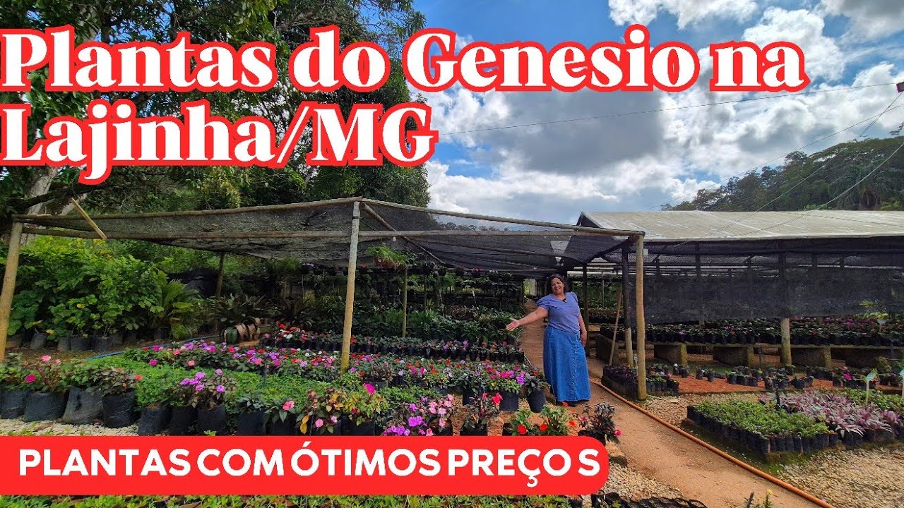 TOUR PELA FLORA DO GENESIO NA LAJINHA EM TEÓFILO OTONI/MG | FOLHAGENS E PLANTAS COM FLORES BARATAS
