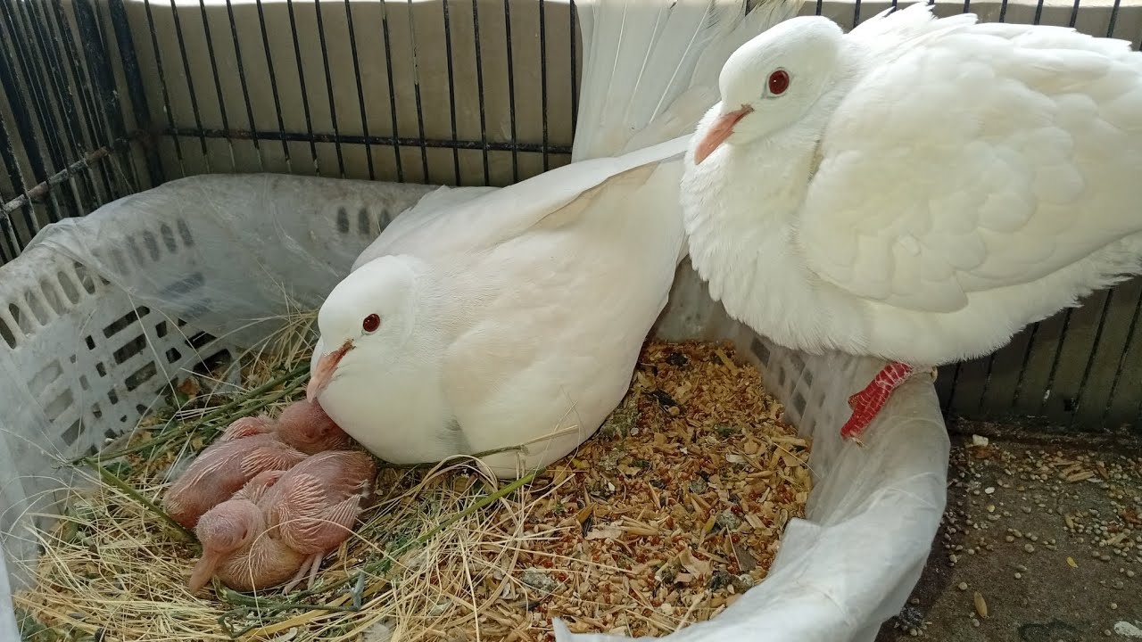 Birds k rates Kasa up or down hota ha market Kasa chalti h or Kon Chalta h inha 