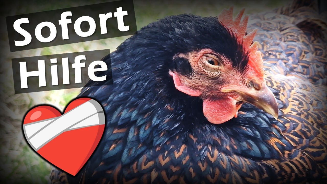 Huhn kr&auml;nkelt? 🤒 meine 3 Sofort-Ma&szlig;nahmen & Geheimtipp zum P&auml;ppeln | H&uuml;hner 142