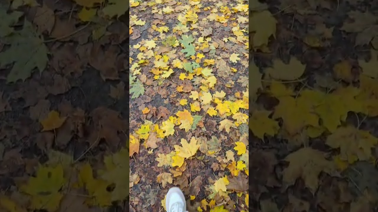 #autumn #autumnleaves #autumnvibes #autumncolours #germany #europe #europetravel #shorts #reels