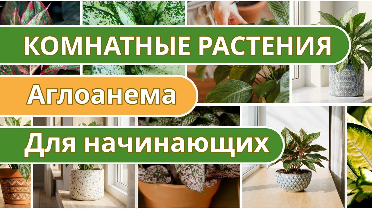🌿 Аглаонема для начинающих  Уход, советы и секреты комнатного растения