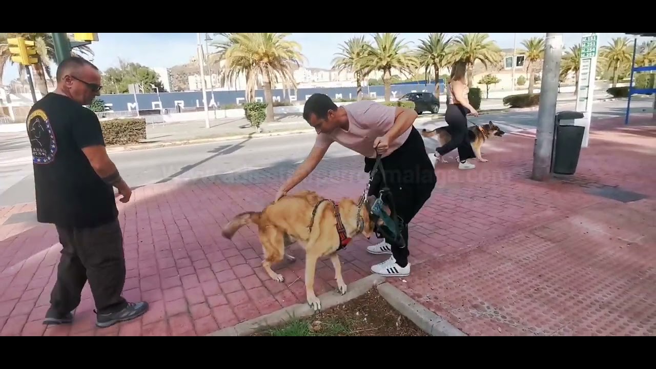 Agresividad hacia otros perros y personas