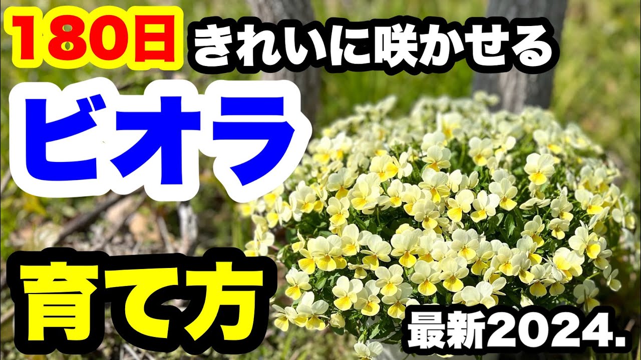 ◆最新【パンジー・ビオラの育て方】完全版2024.