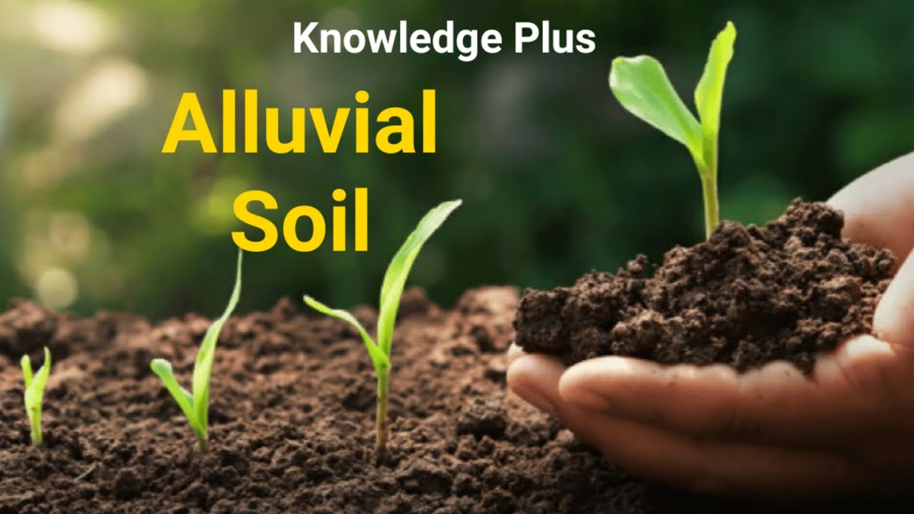 Types of Soil in India I Alluvial Soil I Red Soil I Black Soil I Laterite I Desert I Marshy I Saline