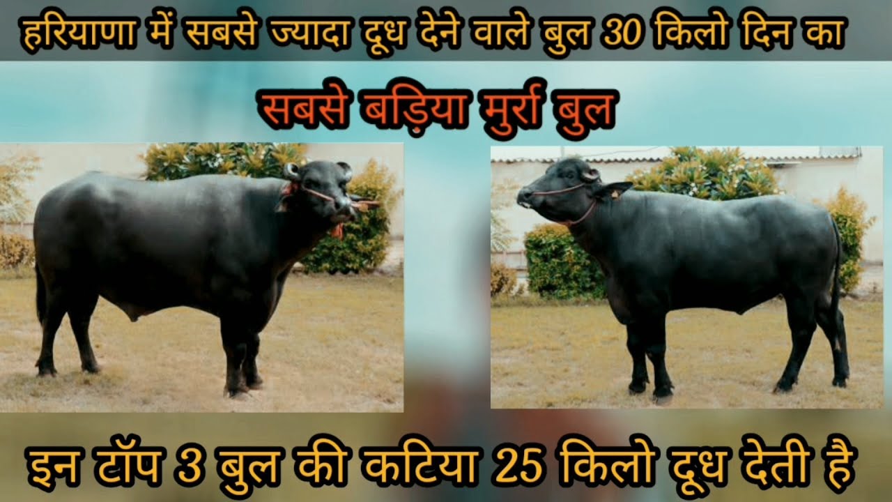 hldb top murrah bull | top Murrah bull semen | Top 3 murrah Bull nddb Abhimanyu | Drona | Rustam