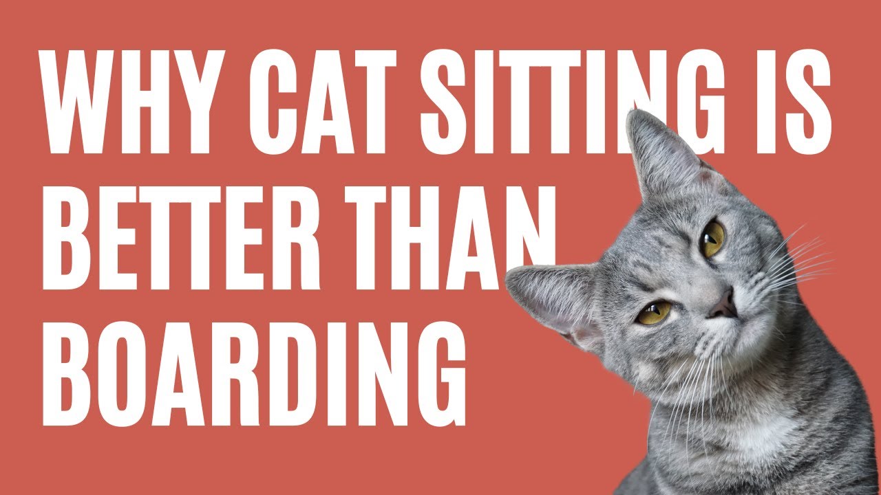 Is Cat Sitting Better Than Boarding? - The Comforted Kitty