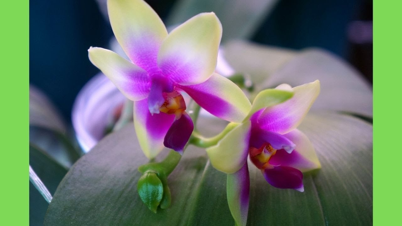 Orchid - This Phal bellina Loves Semi Hydro | Lots of Roots | Orchid Care Tips