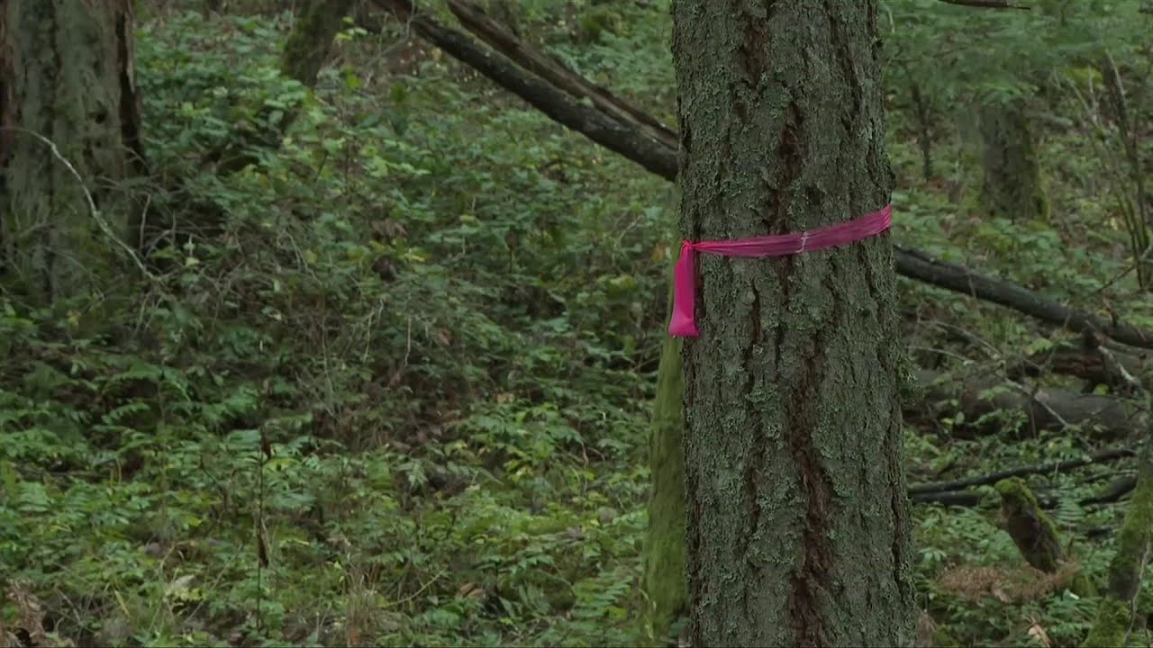 Six hectares of old growth saved through $1.6 million purchase in Central Saanich