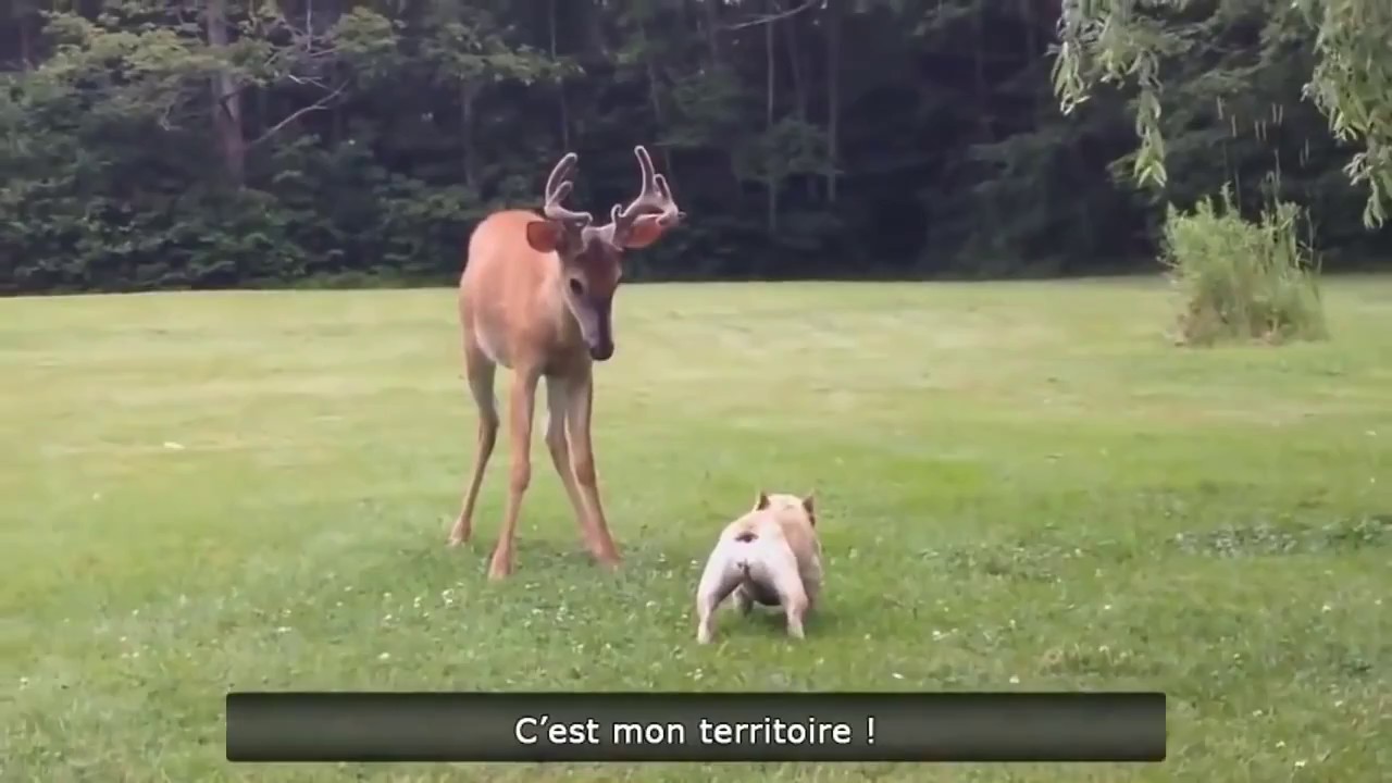 Le Zap De Spion N&deg;239