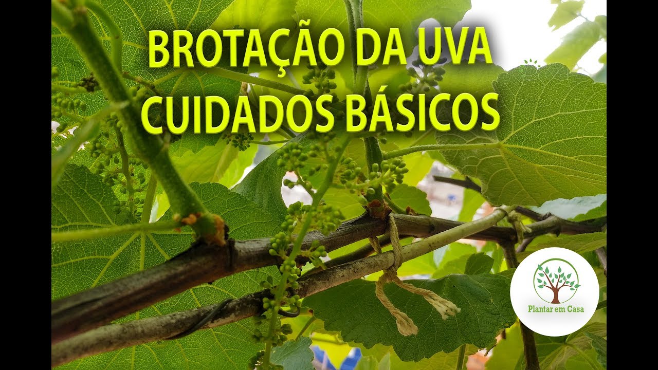 Brotação da Parreira, Cuidados Básicos em Casa ou Campo Áudio Corrigido
