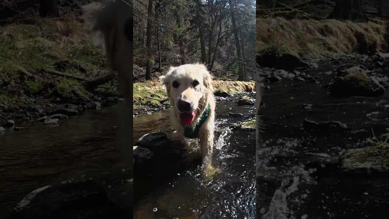 Reset by the Stream ☀️ Golden Retriever Corrie Splashing ASMR | Relaxing Dog TV