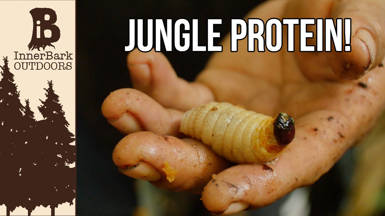 Best Jungle Protein? Life in the Amazon Jungle