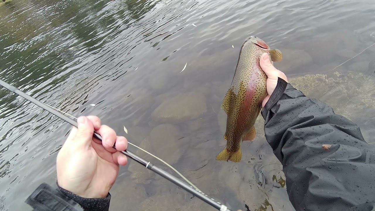 Spokane river fly fishing 11/4/2021