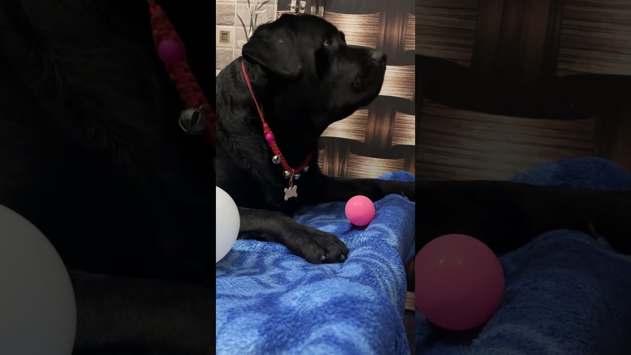 Life better with Alex the Black Labrador-A journey in tail wags and Treats
