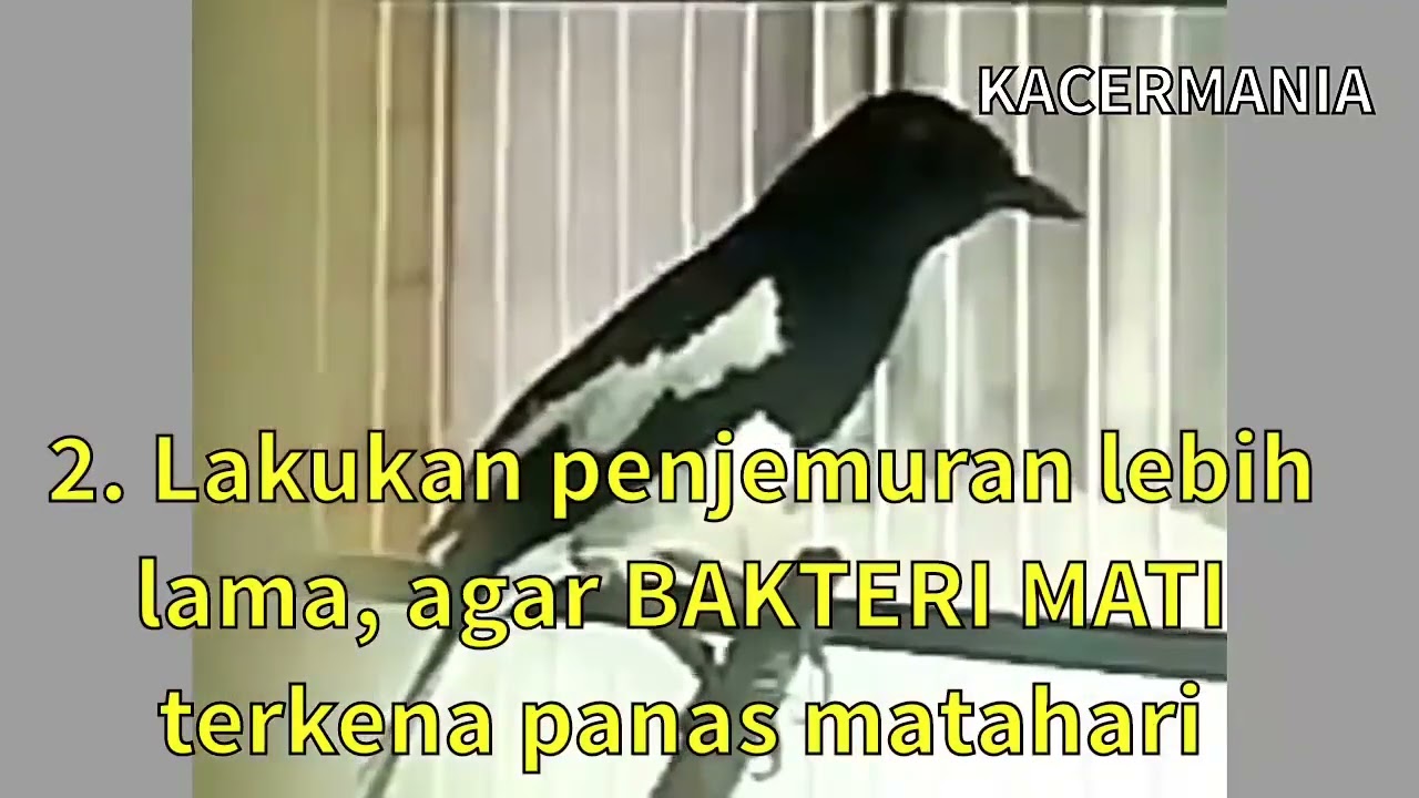 Tips Mengobati Kacer Sakit Berak Kapur