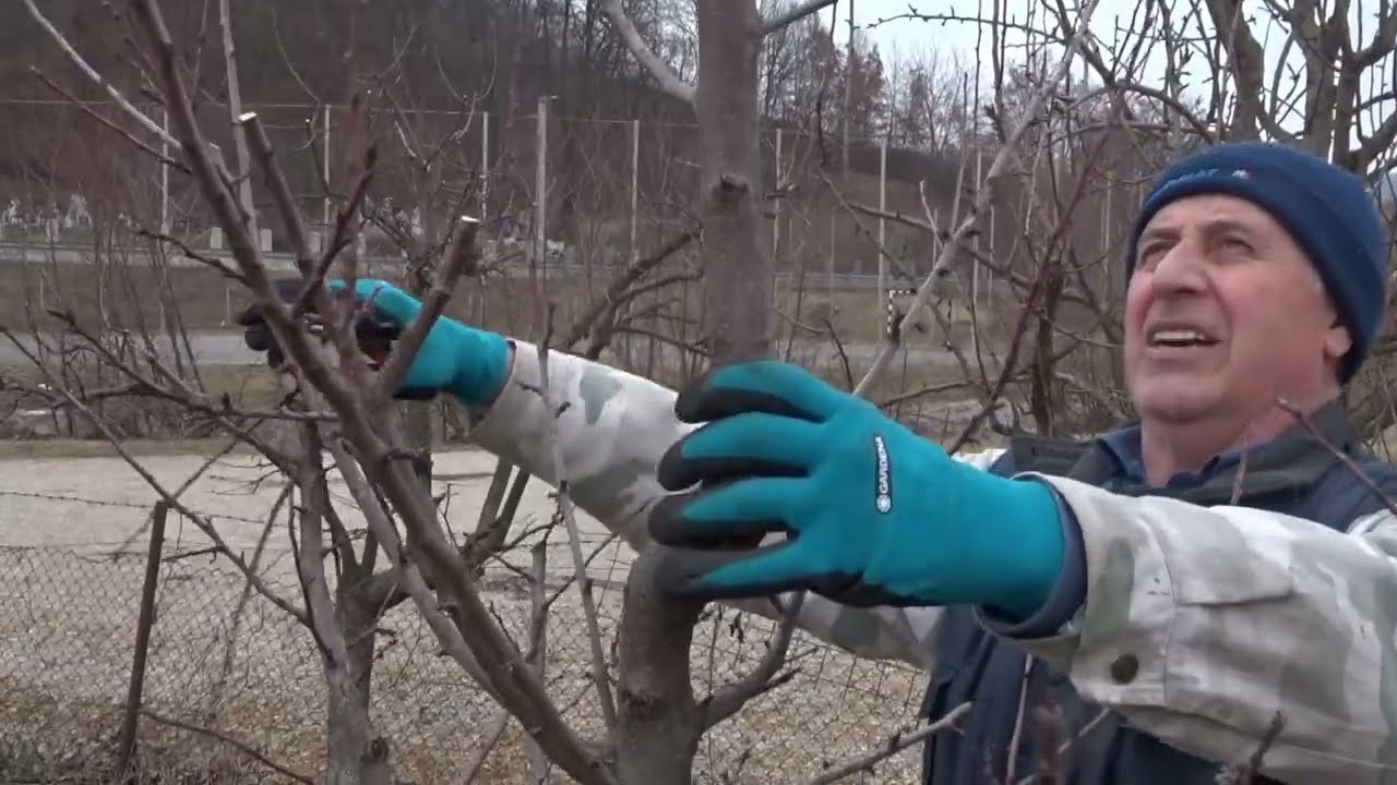 Trei etaje la prun. Reguli obligatorii