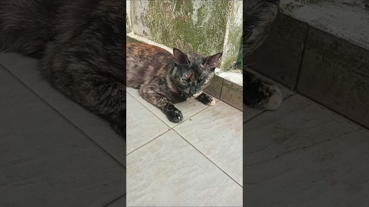 Cats & kittens are 876 & 785 & 711 & 628 & 527 & 510 & 462 & 386 & 271 & 233 & 133 &293 &227 &125&91
