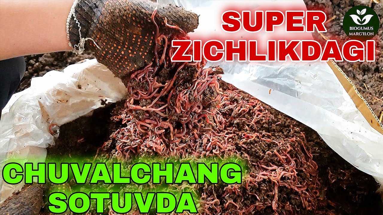 Super zichlikda chuvalchang va sifatli biogumuslar