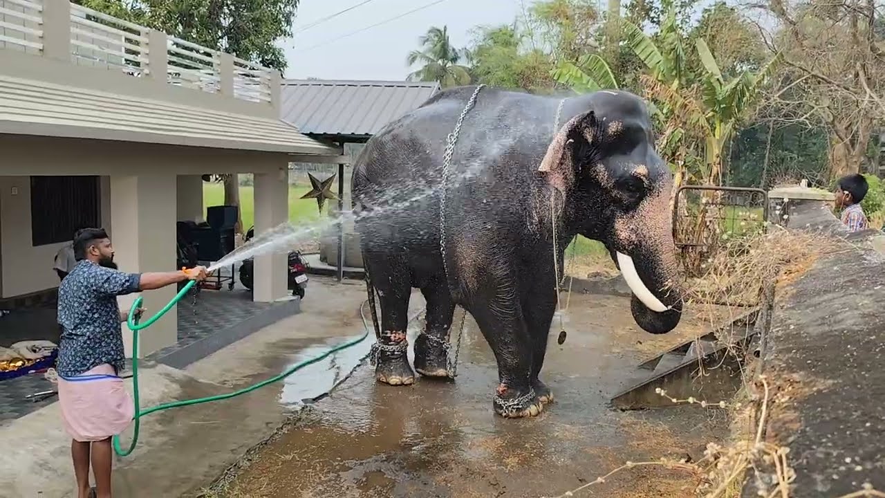 “ഒരു കൊമ്പന്റെ കുളിസുഖം 💦🐘 | Pure Kerala Vibes” #viralvideo #trendingvideo #youtubevideo 