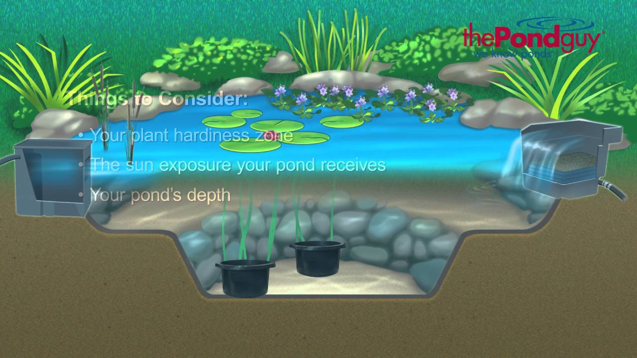 Water Gardens - Aquatic Plants & Snails