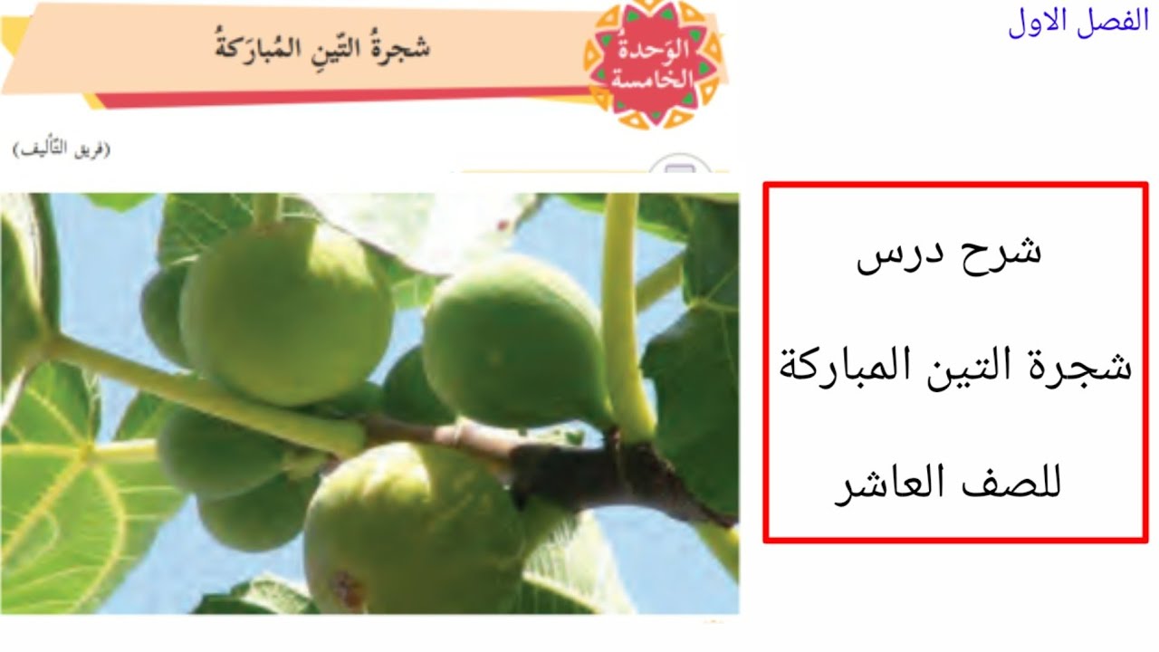 شرح درس شجرة التين المباركة للصف العاشر الفصل الاول