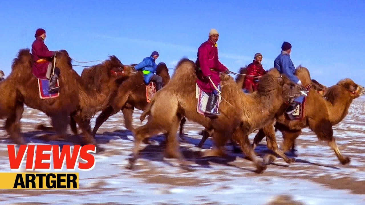 Mongolian Camel Festival – Traditional Bactrian Camel Race! Nomad Life in Gobi