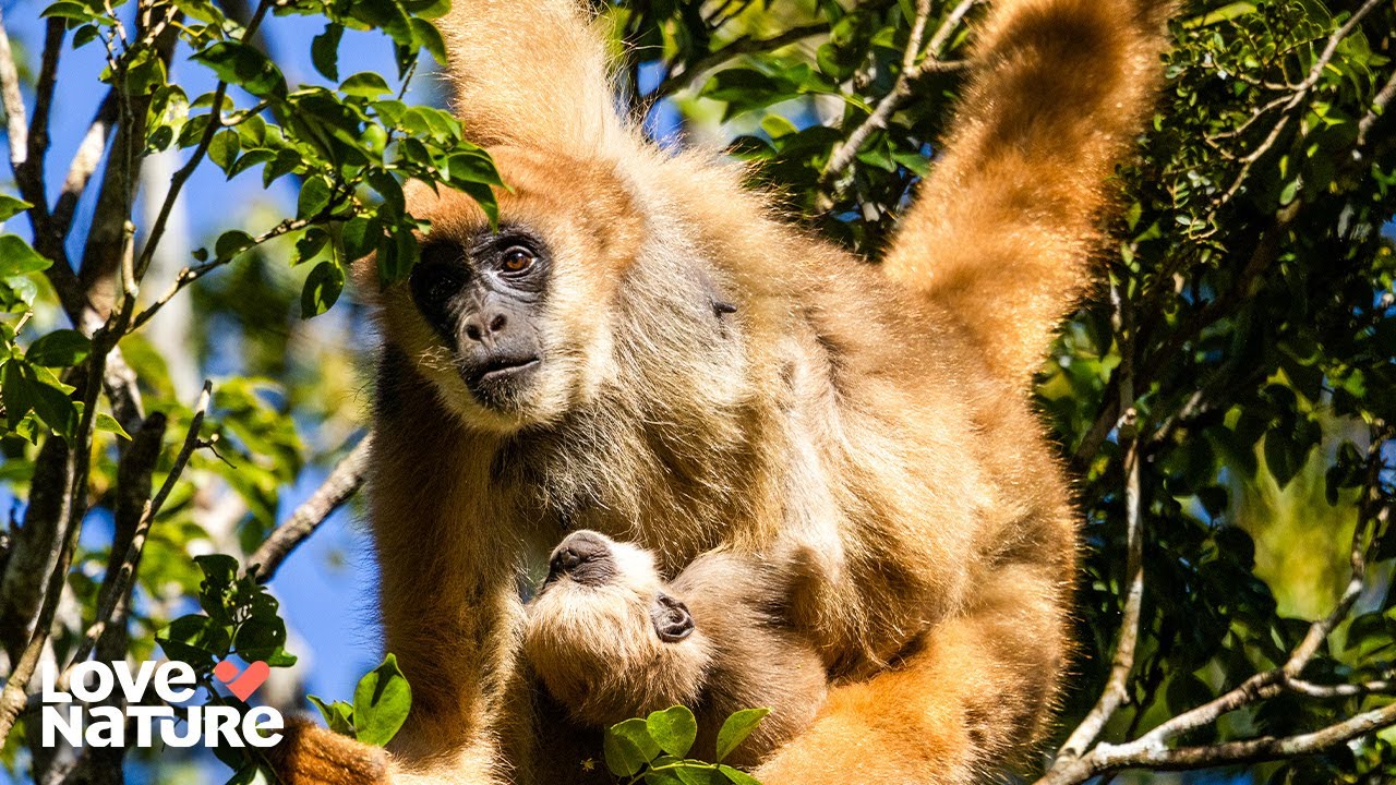 Spider Monkey Finds Her Place In The World | New Kids In The Wild 203+204