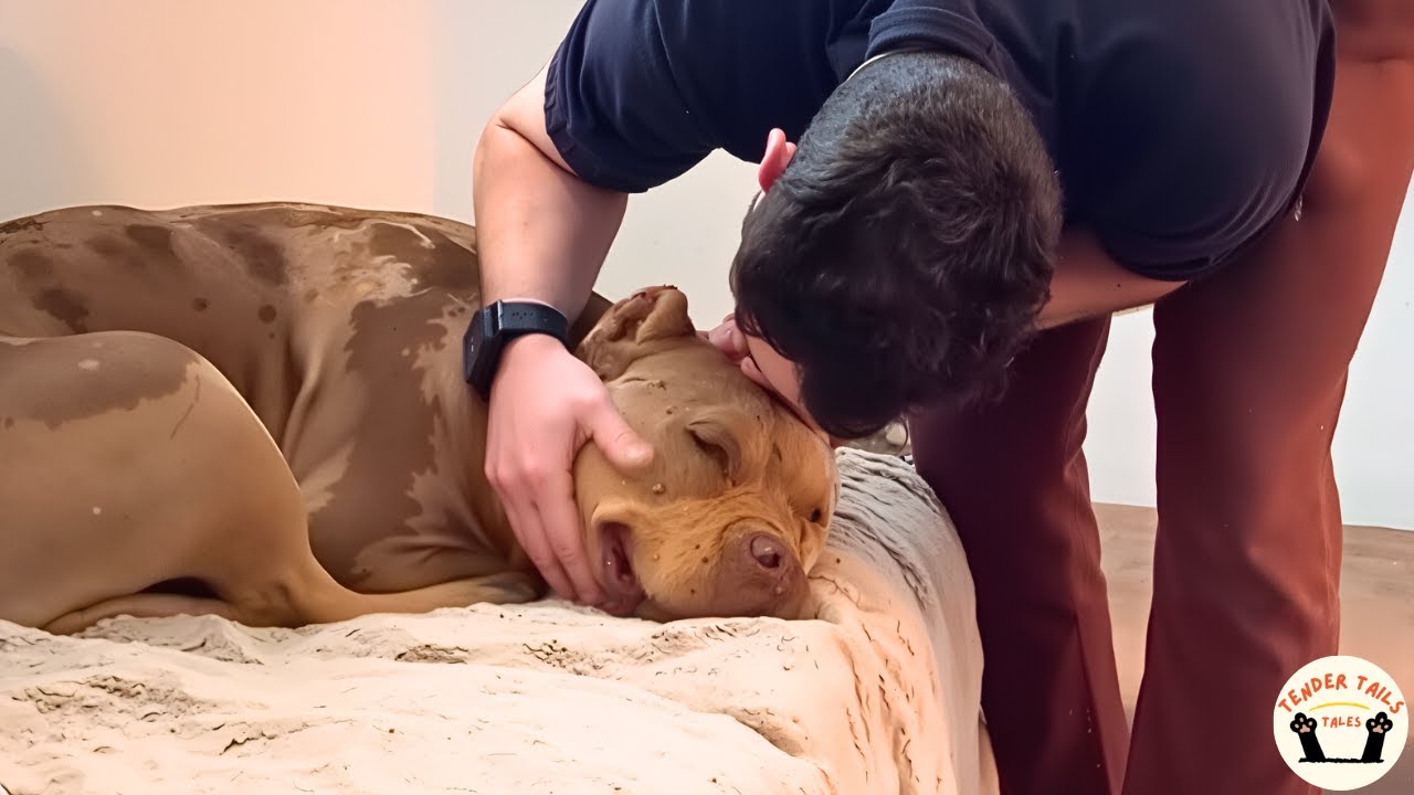 Nervous Rescue Dog Didn’t Know Stairs Until Love Changed Everything Forever