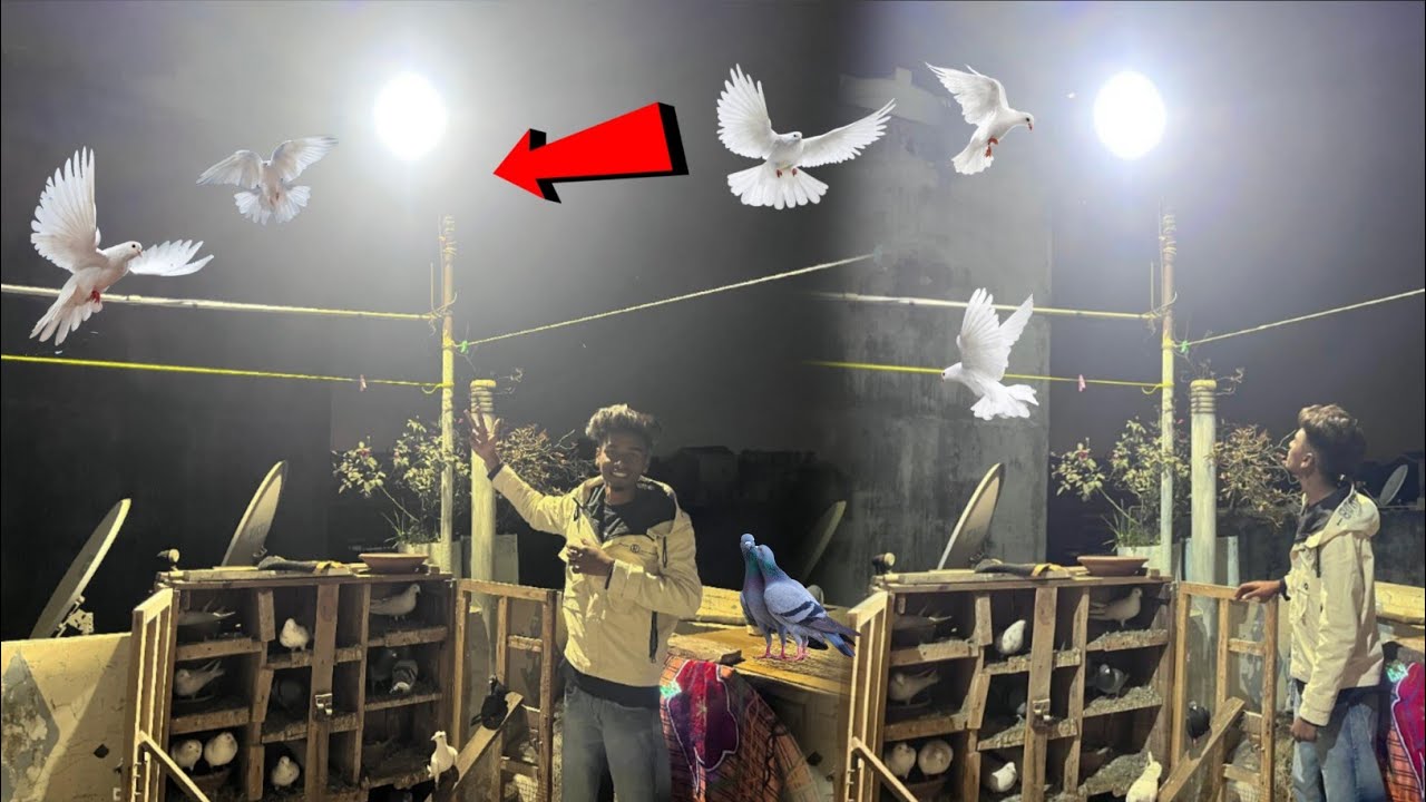 Lights Lga Di 😱🕊️
