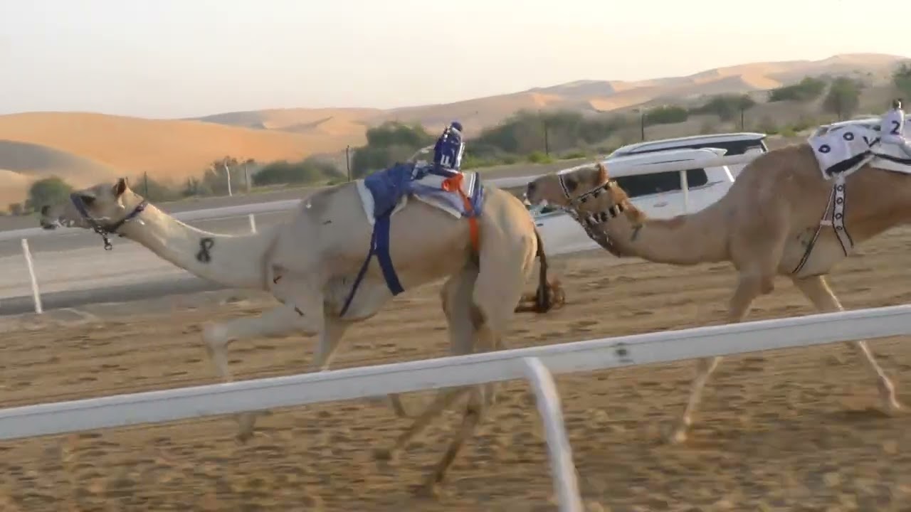 الشوط 4(الاسد) للسيد: سعيد أحمد بن دمينه المنصوري   توقيت 12:54