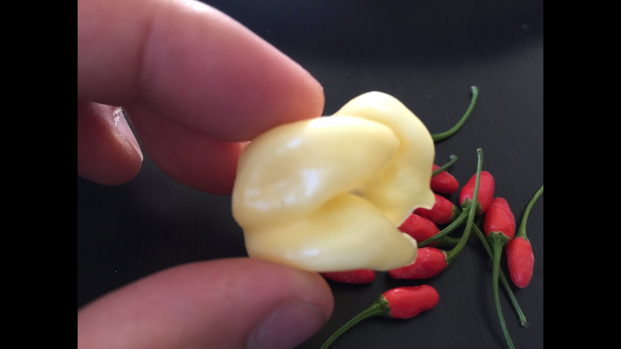 What's That Pepper  Ep06 - White Devil's Tail