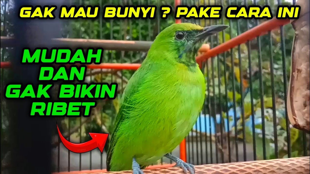 Rawatan Harian Cucak Ijo Mini Biar Gacor Dor Dan Bunyi Setiap Hari