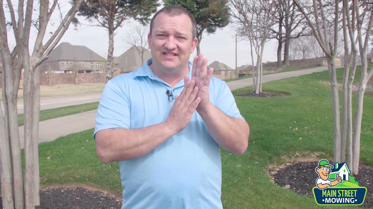 How To Transition Rye Grass Back To Bermuda Grass In The Spring
