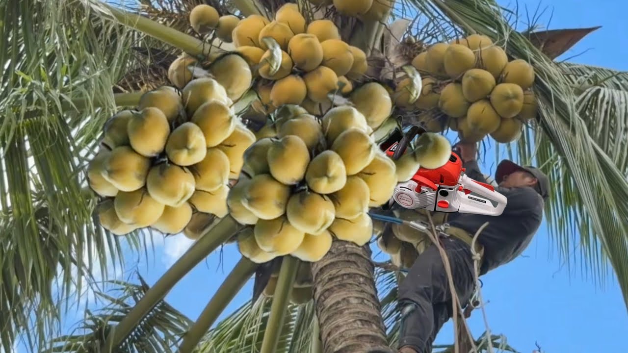 Cưa Cây Dừa Siêu Trái Thấy Ham (Cưa Cây Kỷ thuật )