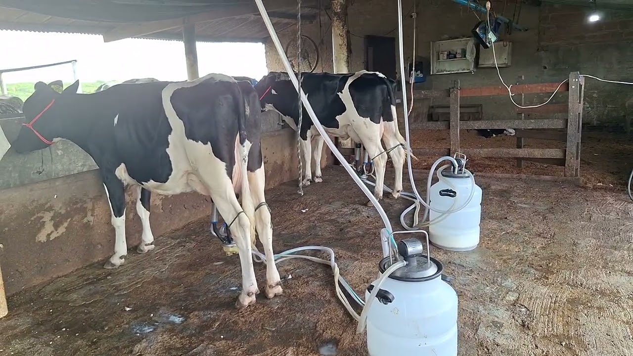 OFERTA DE DUAS NOVILHAS 3/4 COM 25 KILOS.LOC.CARUARU-PE.PRE&Ccedil;O 18MIL AS DUAS.WHATS.81999166314.