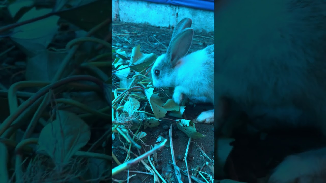 Cuniculture Moderne : &Eacute;lever des Lapins pour R&eacute;ussir  #food #rabbit #Cuniculture #&Eacute;levagedelapins