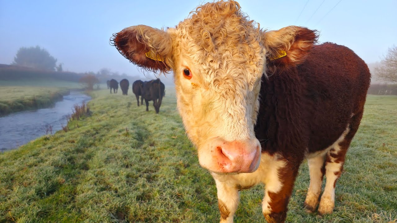 A Cold Misty Frosty Morning with the Cows 🐮